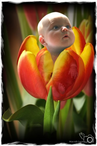 tulipanowa-calineczka.jpg